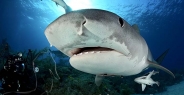 shark_tiger_ft_lbb_h_4271_bah4951.jpg